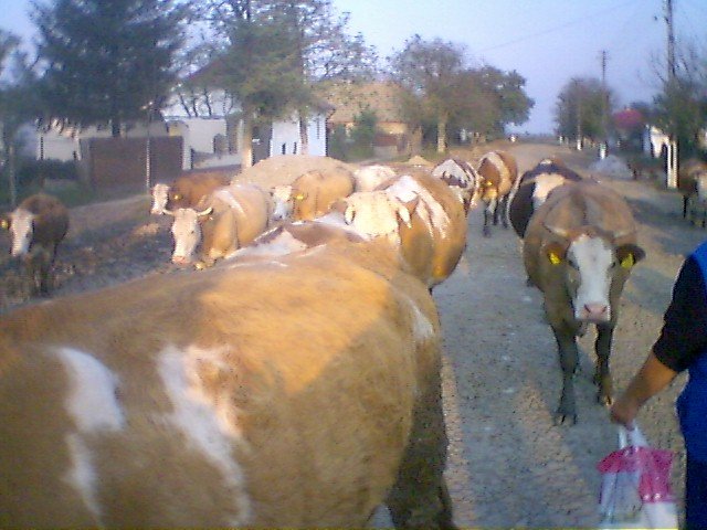 photo51.jpg