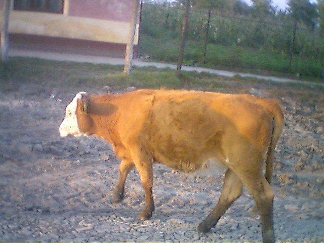 photo54.jpg