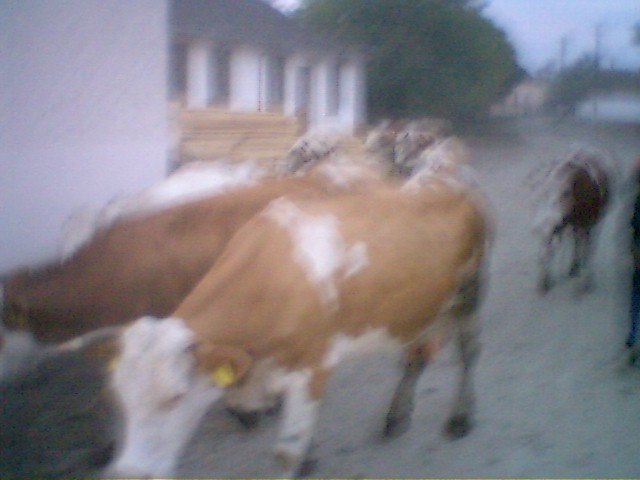 photo76.jpg