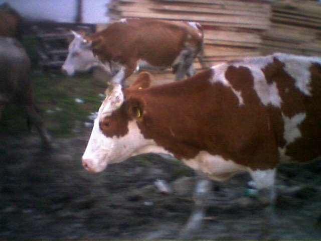 photo78.jpg