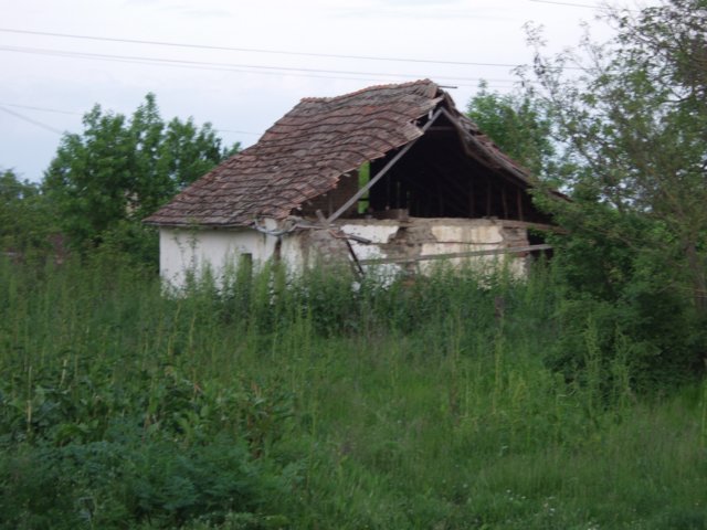 p5029432.jpg