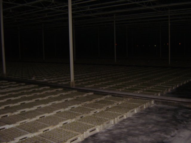 sta50163.jpg