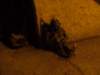 dscf0012_small.jpg