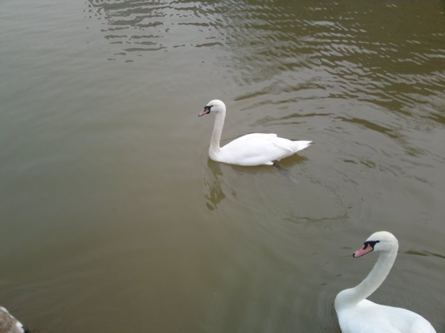 photo62.jpg