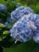 p7011629_small.jpg