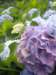 p7011631_small.jpg