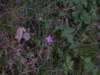 p7041779_small.jpg